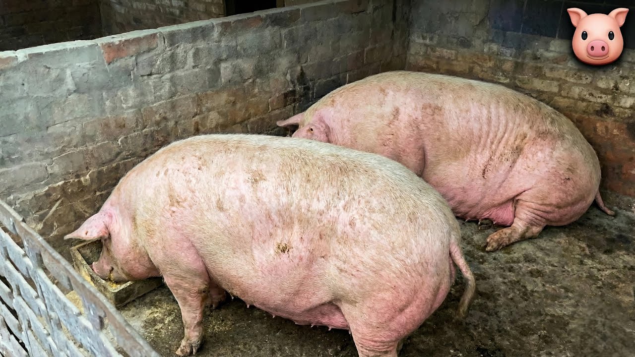 Feeding Hungry Pigs 🐖- Satisfying Farm Video 