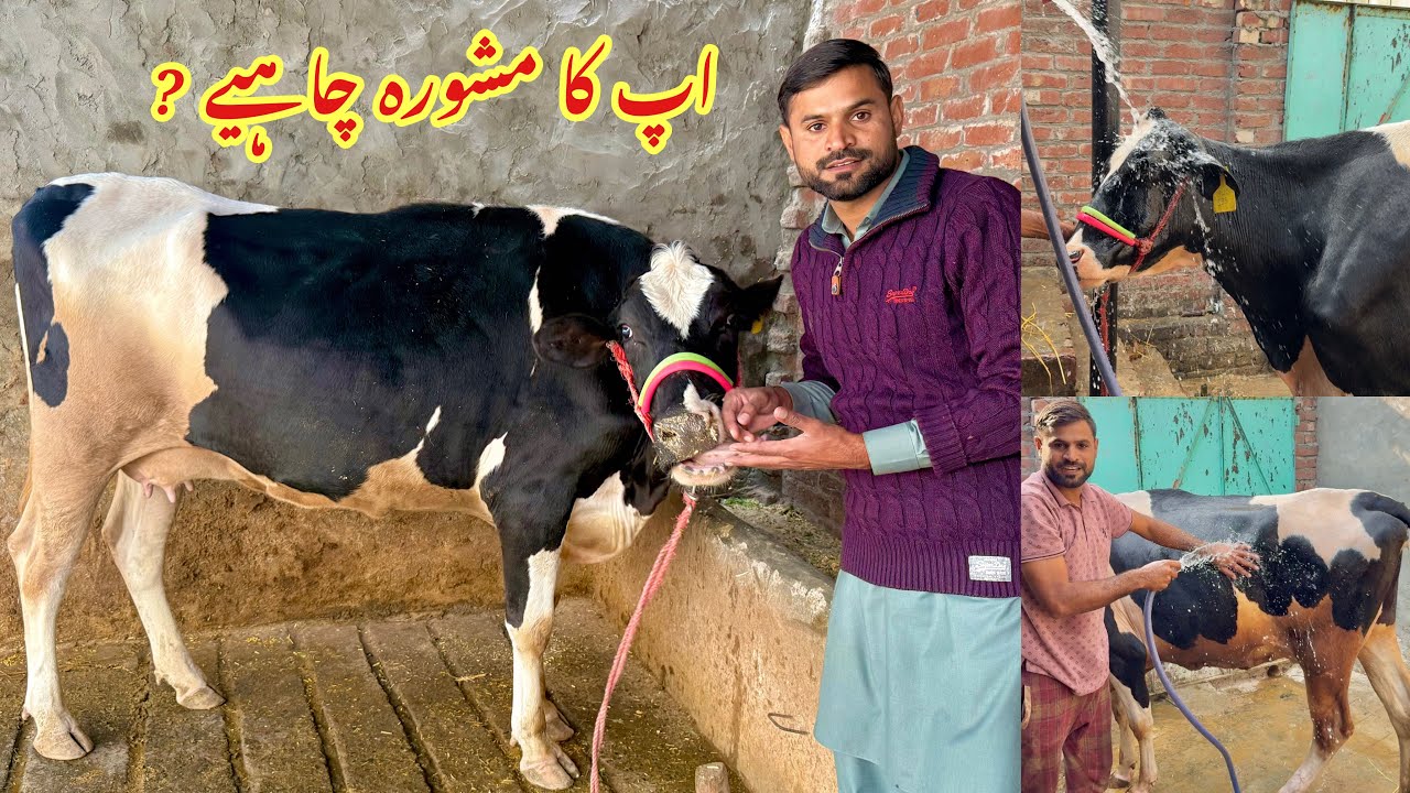  Mujhe Kia Karna Chahiye ? Cow 🐄 ki Update  