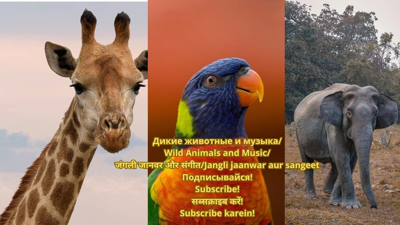 Wild Animals and Music/जंगली जानवर और संगीत/Jangli jaanwar aur sangeet