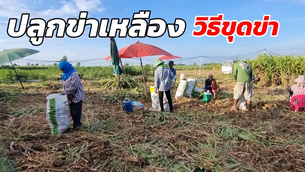 ปลูกข่าเหลืองส่งโรงงาน วิธีการขุดข่า