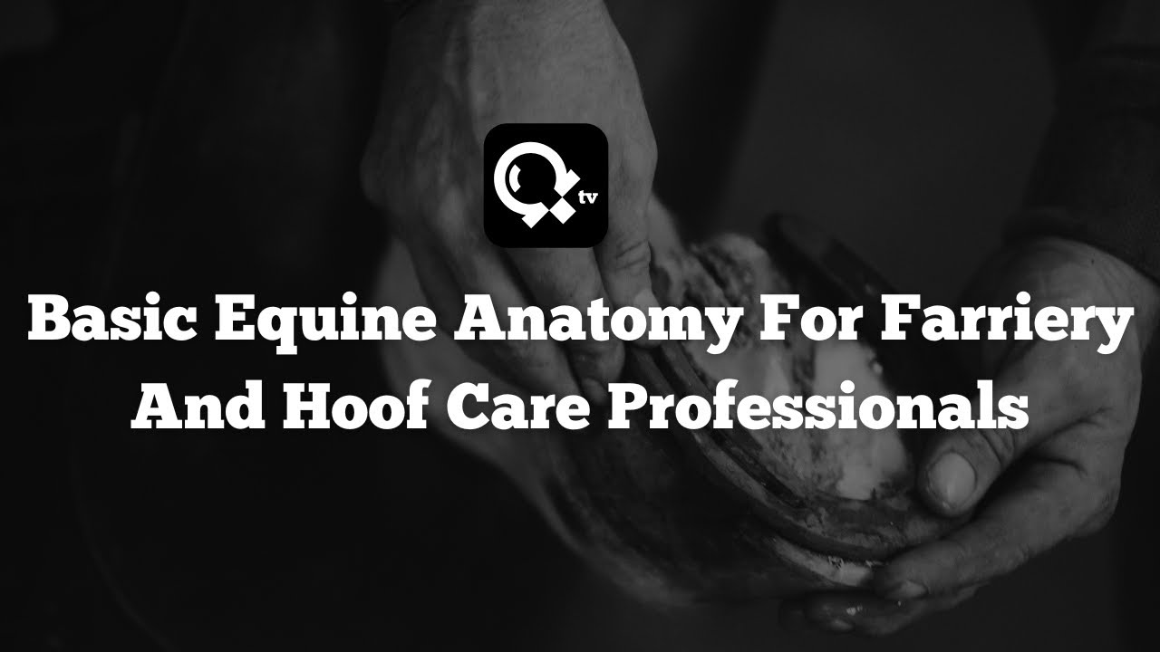 Scientific Horseshoeing TV Thoracic limb anatomy farriery apprentices and owners by Paul Conroy
