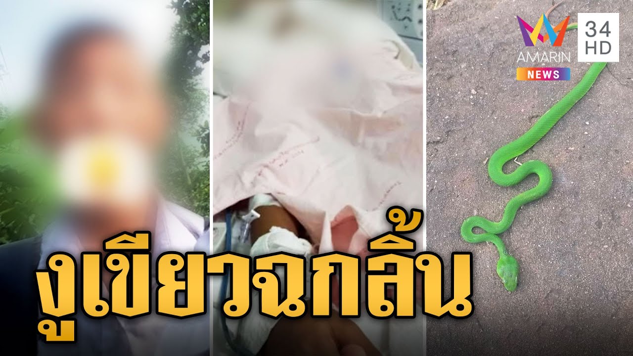 เด็กเล่นซ่อนแอบใต้ต้นไม้งูเขียวหางไหม้ฉกลิ้นนอนไอซียู ซ้ำร้ายกลืนพิษ | ข่าวเที่ยงอมรินทร์ | 17ต.ค.66