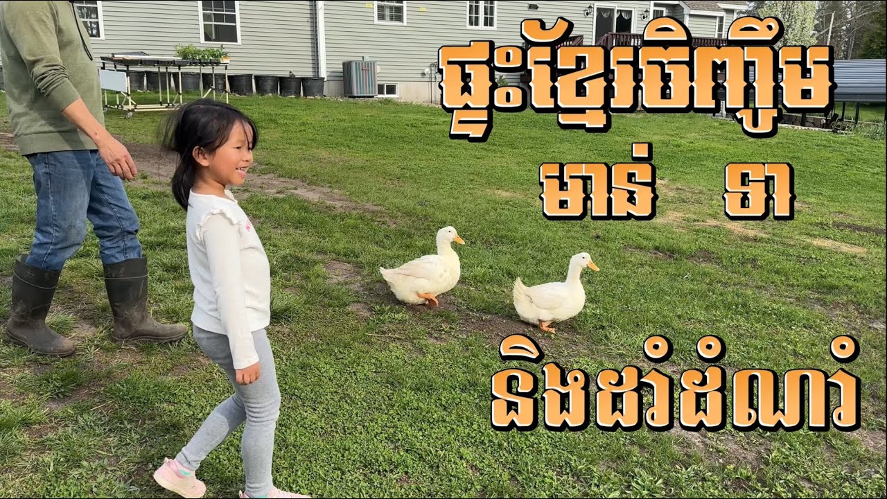 EP117: ក្រោយផ្ទះខ្មែរមានចិញ្ចឹមមាន់ ទា និងដាំតាសក់ស្រូវ