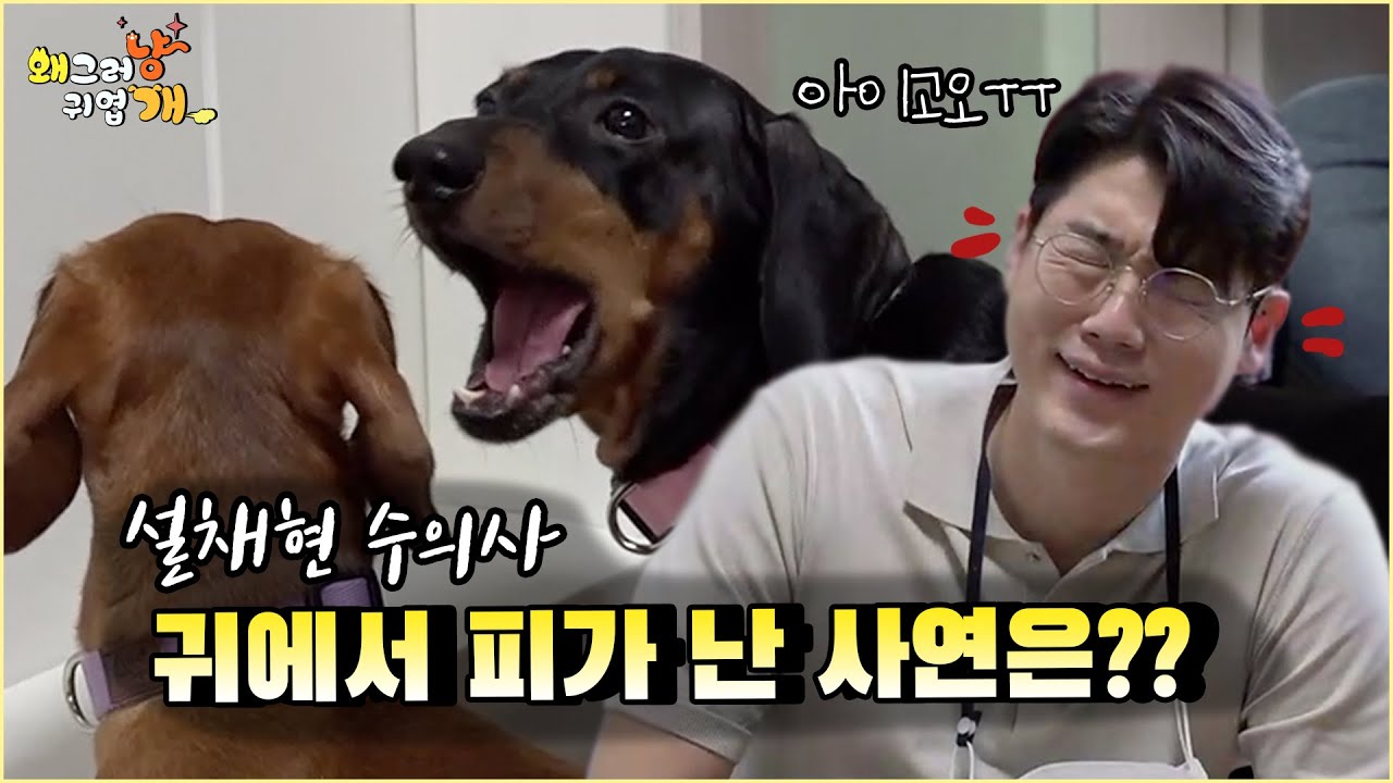 닥스훈트 3대 가족은 못말려~! 설쌤 얘네 좀 말려주세요👂😱