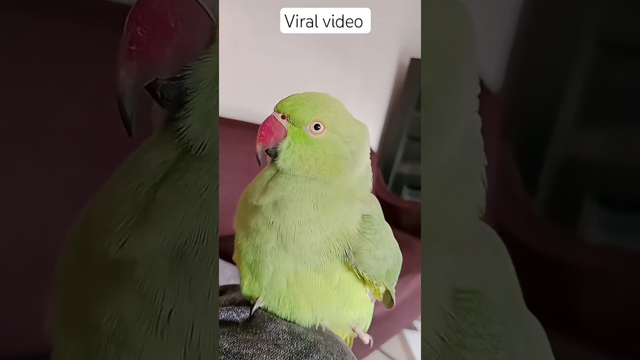 Ye Mithu 🦜 parrot talking video 📸 ll talking parrot 🦜 l parrot viral videos #parrot #talkingparrot 