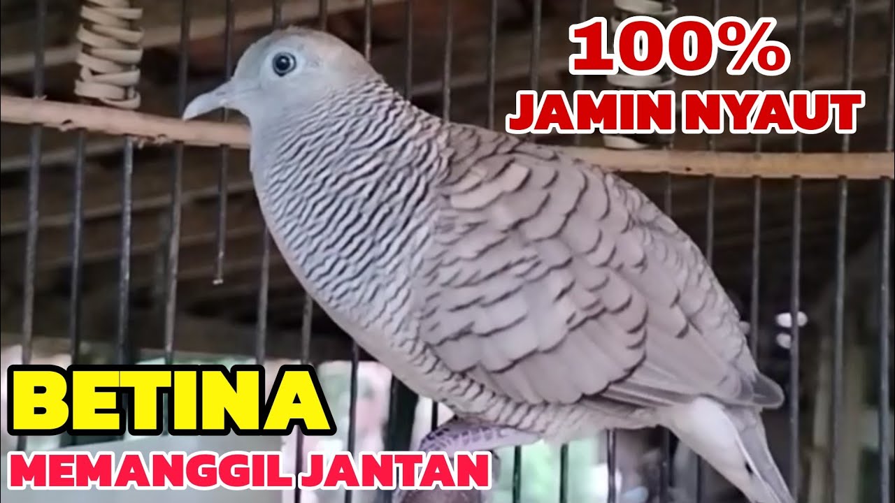 Perkutut lokal gacor BETINA memanggil JANTAN 100% JAMIN NYAUT 