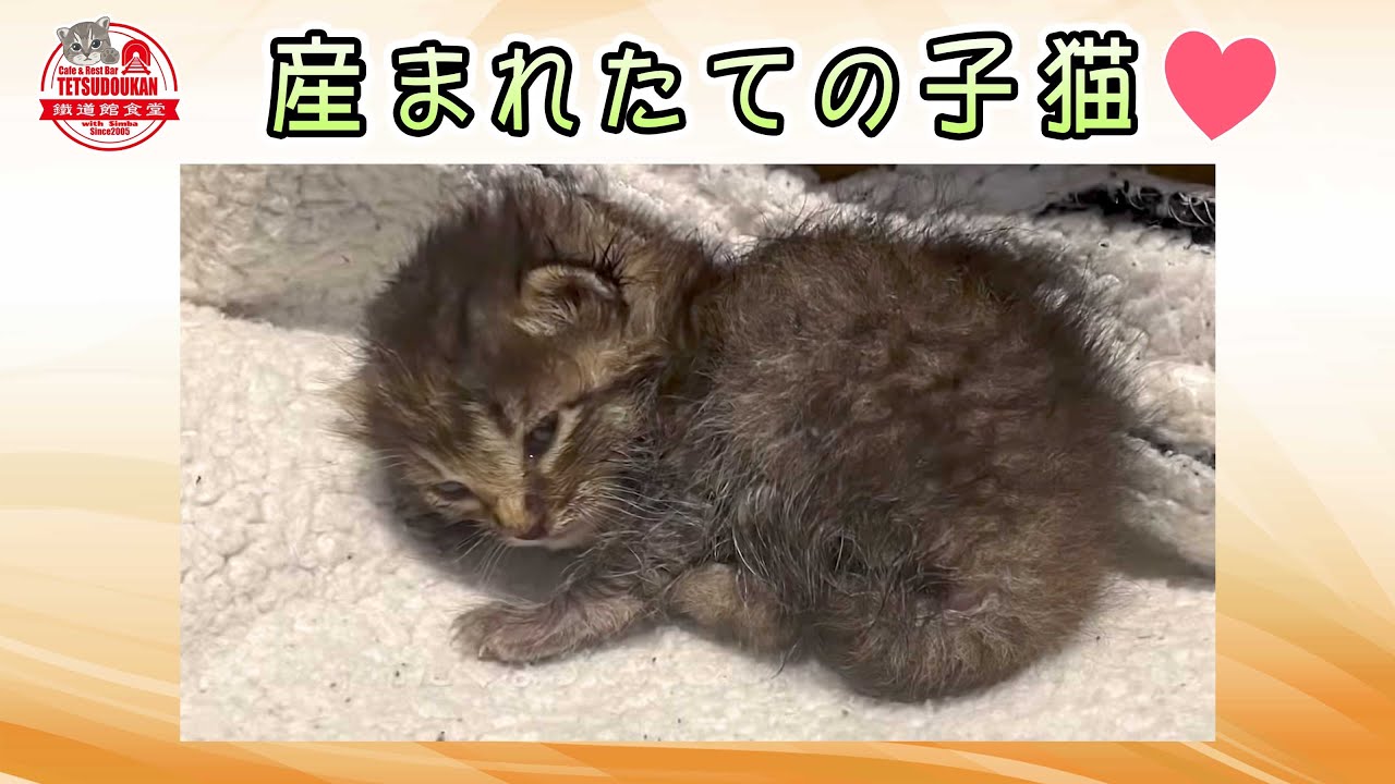 June 10, 2020. one baby cat was lying in front of the store. This is how it all started.🩷