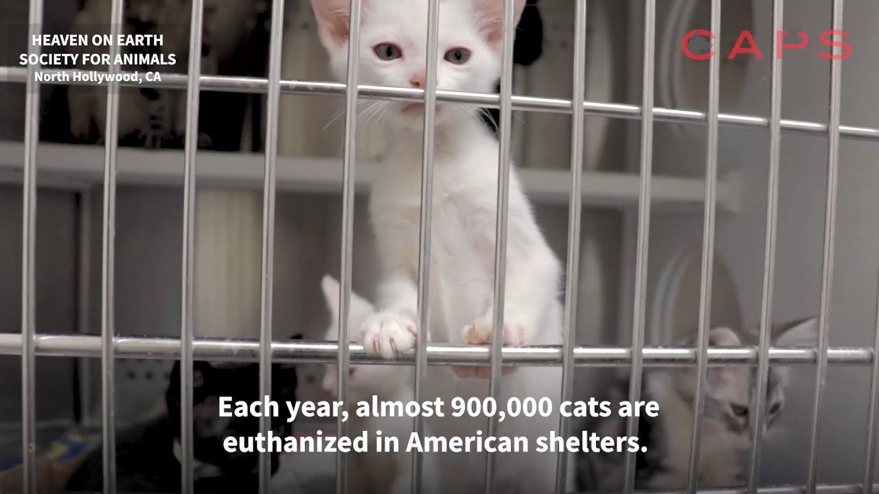 Adopt a Cat: Help Stop Pet Shops and Kitten Mills | Companion Animal Protection Society PSA