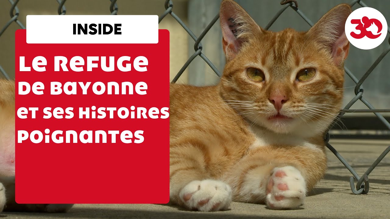 🐈 🐕 Émotion garantie au refuge de Bayonne ! 💘🐾