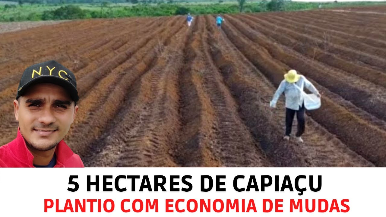 Implantação 5 hectares CAPIAÇU no PARÁ (mudas/preparo de solo/calagem/sulcamento/adubação/plantio)