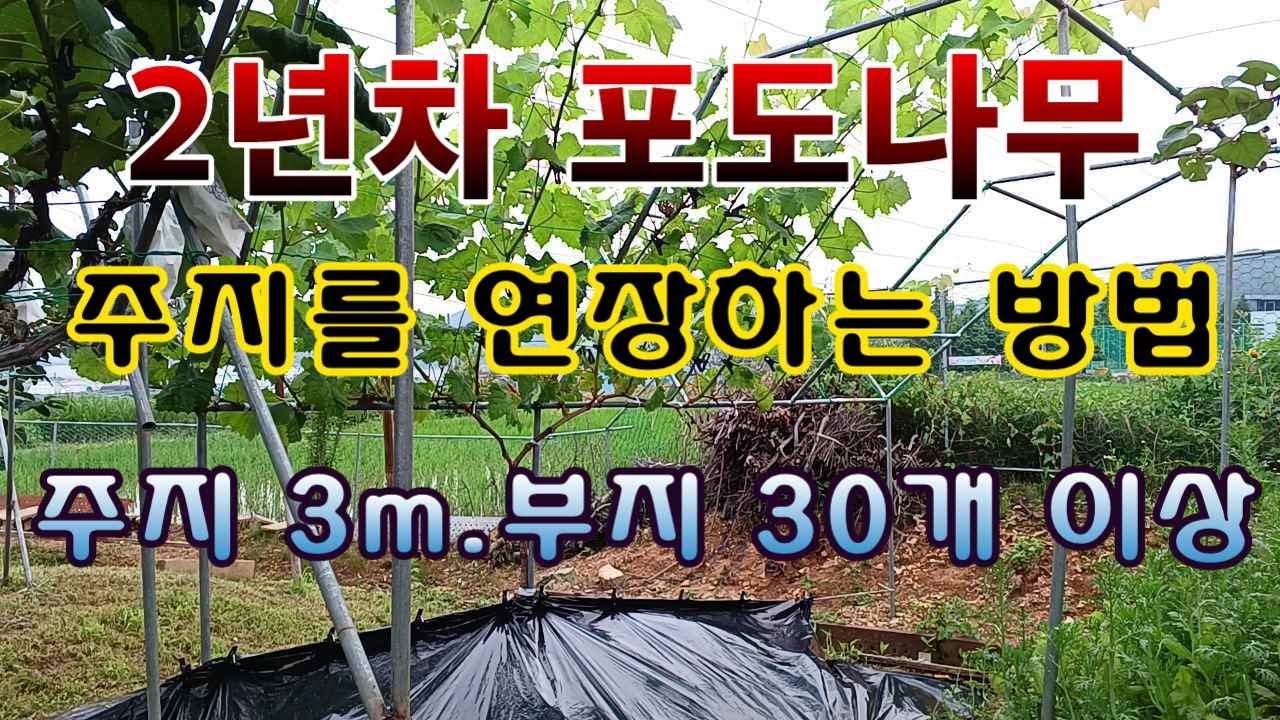 [텃밭농부. 1,141]  2년차 포도나무  주지를 연장하는 방법 #포도재배 #포도연장지 #포도주지