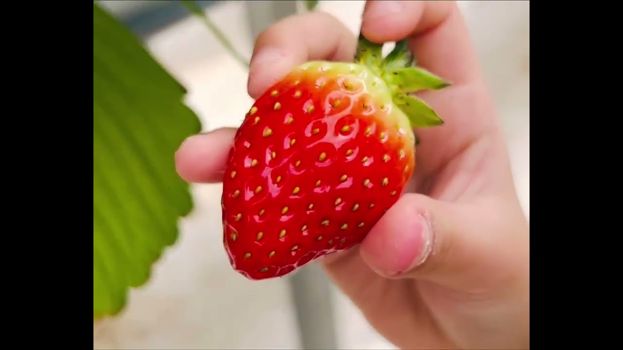 딸기체험#딸기따는방법 #딸기농장 #천안 #체험