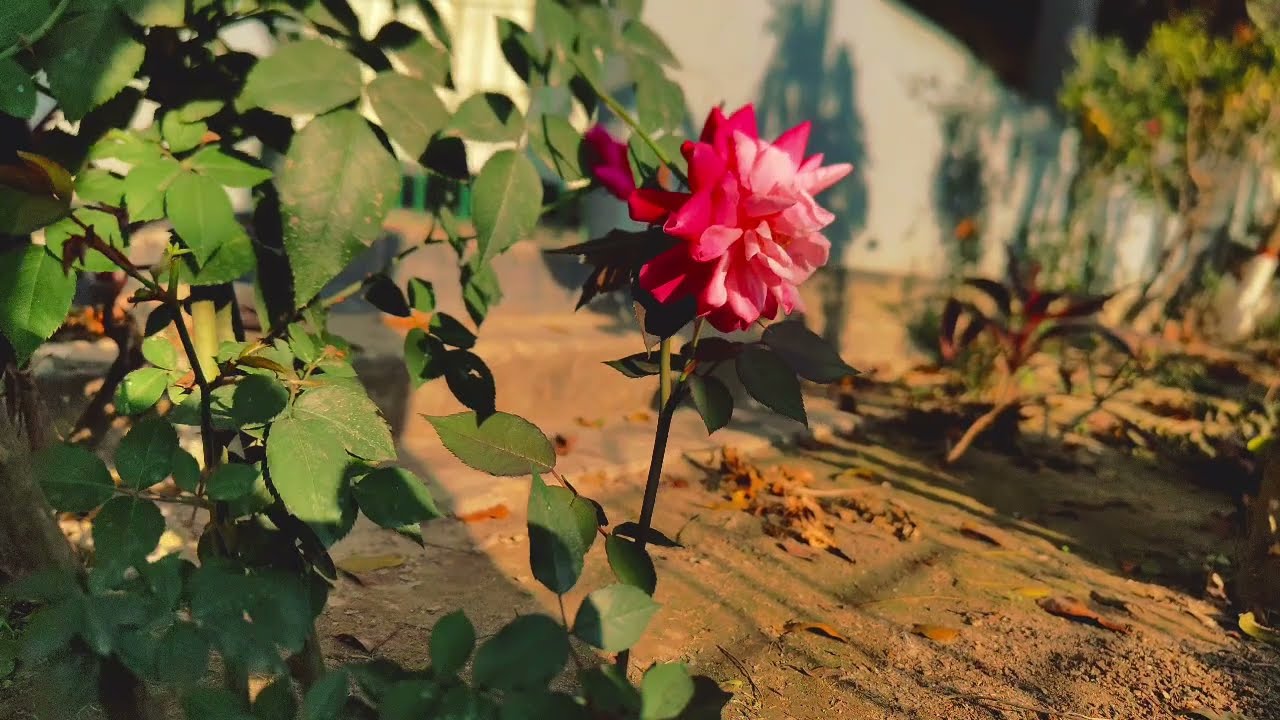 ভার্সিটির ম্যাম যখন সিনিয়র রাগী বউ||সকল পর্ব|Romantic Love Story||Voice: Ashik Priyanka story garden