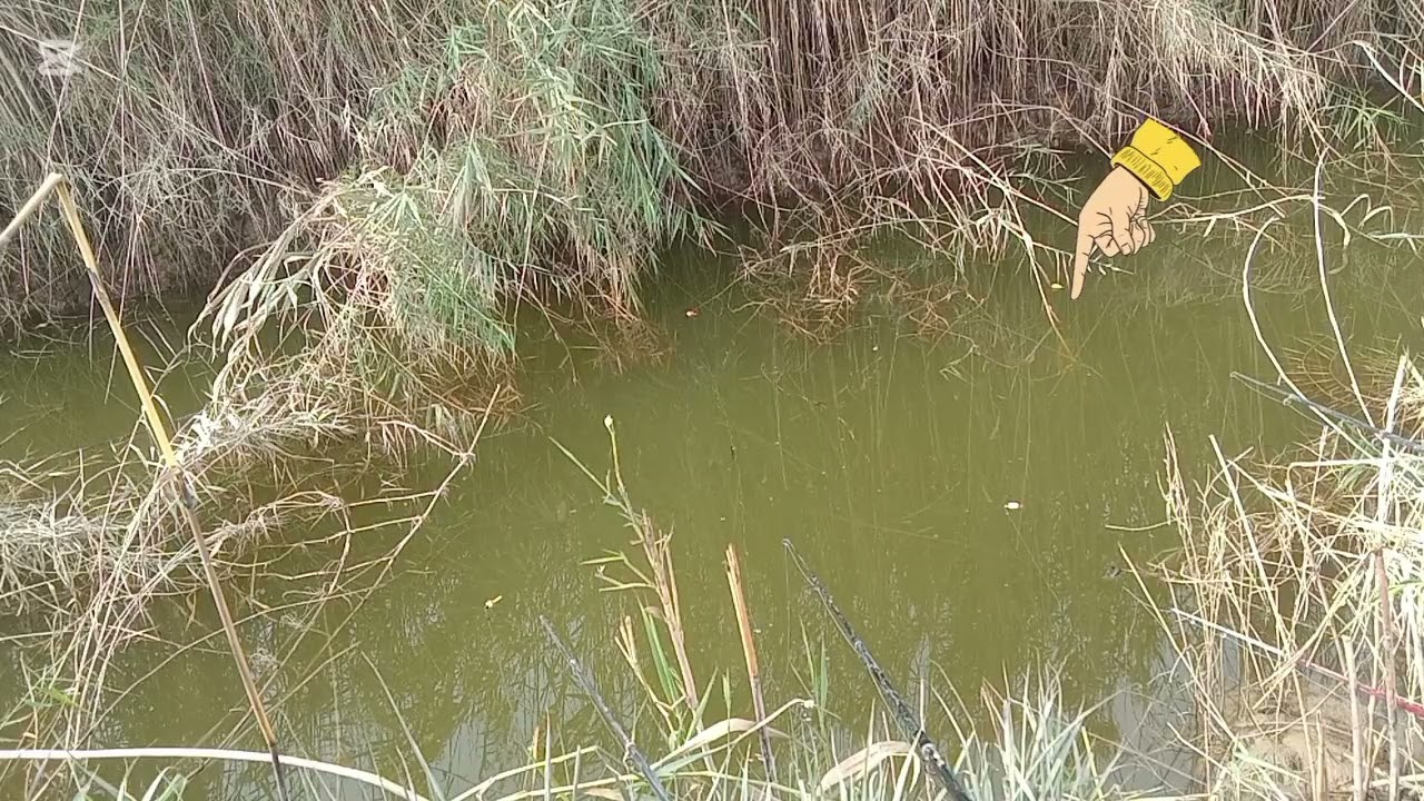 شاهد كيف يصطاد سمك الكارب العنيد