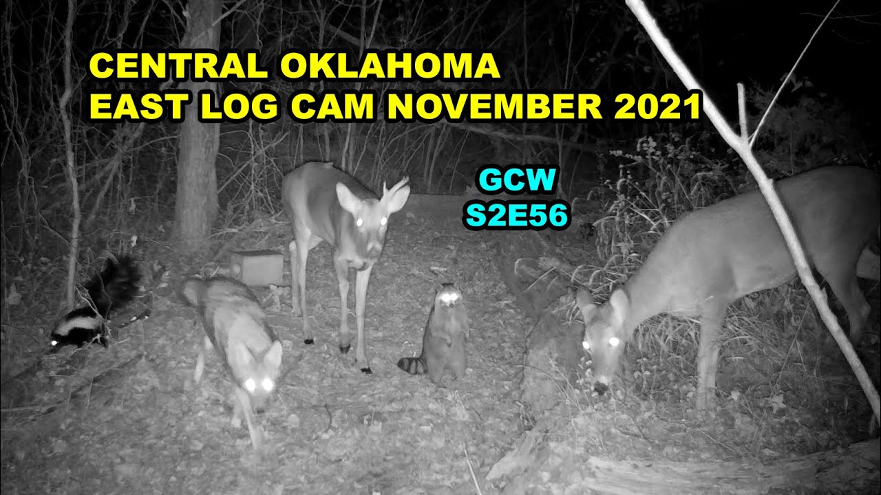 East Log Cam November 2021 S2E56 #gamecam #trailcam #wildlife