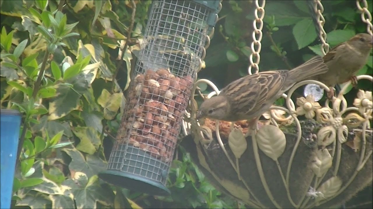Sparrows and a Tiny Guest