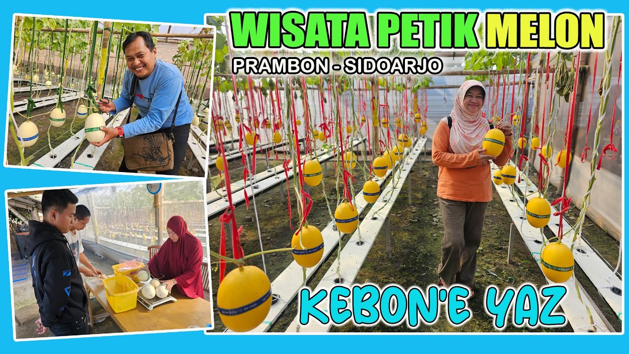 KEBON'E YAZ I Wisata Petik Melon di Prambon, Sidoarjo I Tahun 2025