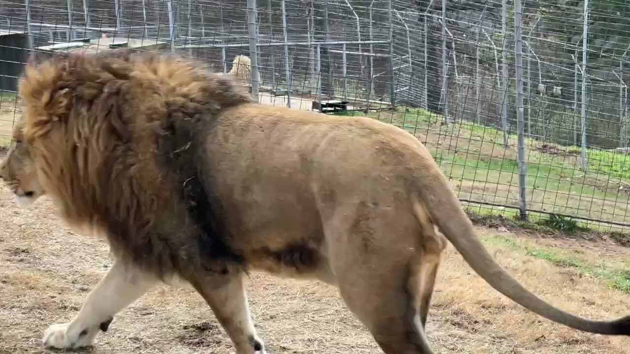 🦁 Brotherly Love&hellip; Turpentine Creek Style 🦁