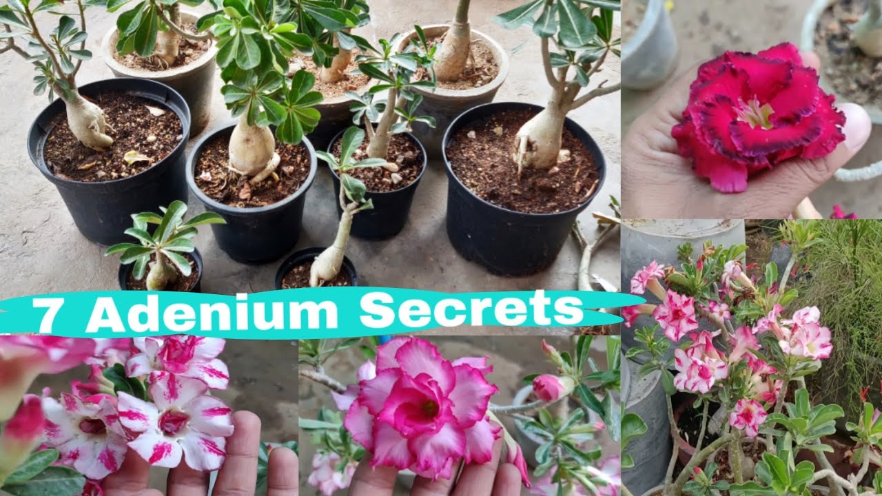 7 Adenium Hacks you must know | Adenium plant care | The One Page