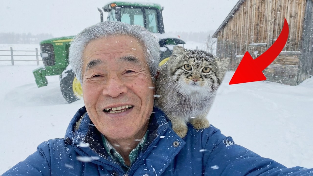 I Found a Frozen Kitten Under My Tractor... Now He Runs The Farm