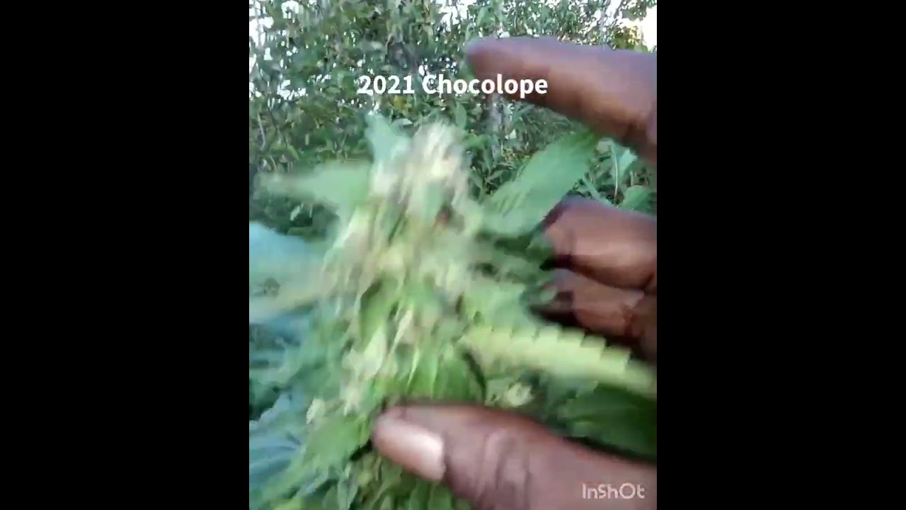 2021 Chocolope Outdoor Weed Grow, 1 of 2