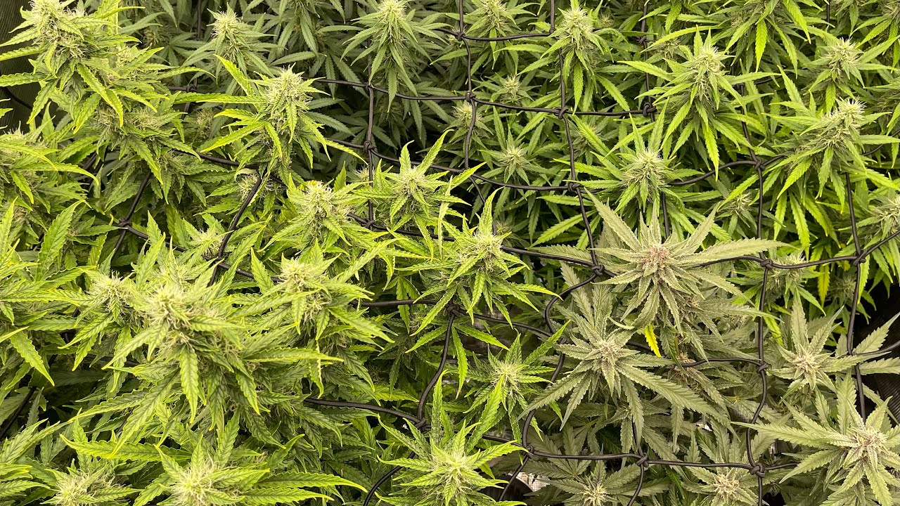 AUTOFLOWERS 3X3 GROW SERIES AT WEEK 5 IN FLOWER