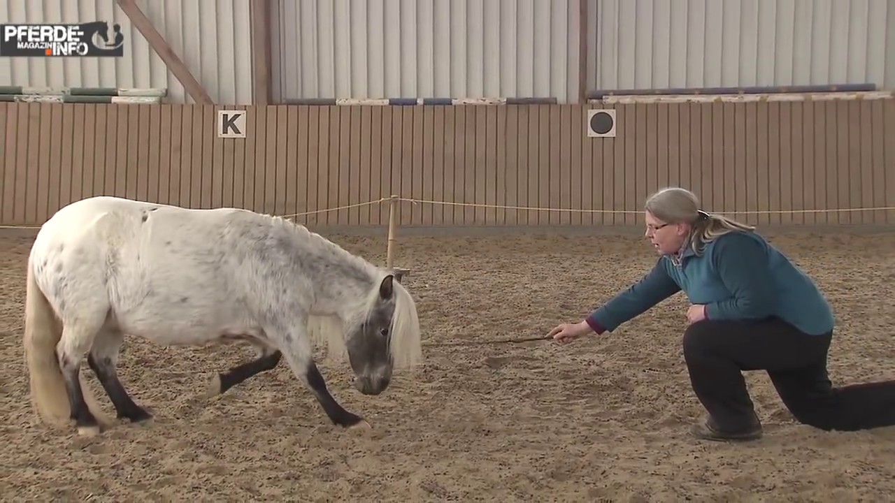 Zirkuslektion: Das Kompliment (www.pferde-magazin.info)