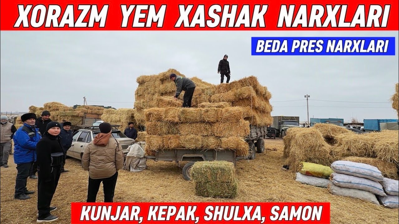 ХОРАЗМ ЕМ ХАШАК КУНЖАРА КЕПАК САМОН БЕДА ПРЕС НАРХЛАРИ 18-ЯНВАР !!! ХОРАЗМ БОЗОР 