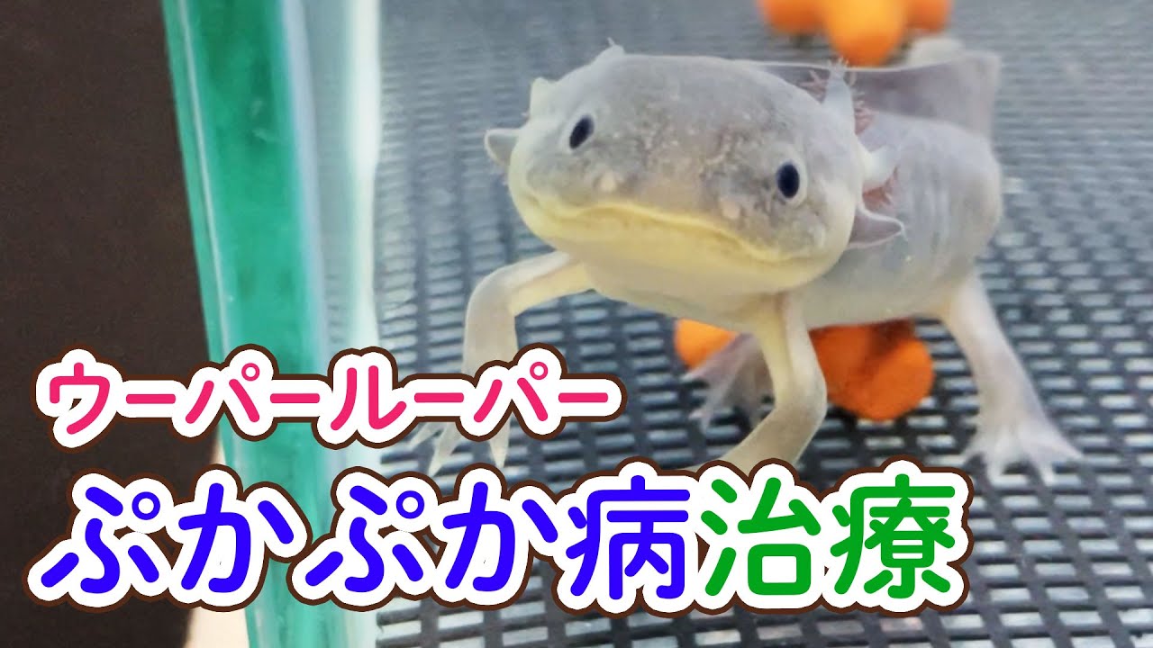 【原因判明】ウーパールーパーのぷかぷか病を治しました　/飼育・飼い方・かわいい・おもしろ・両生類・メキシコサンショウウオ・アホロートル・メキシコサラマンダー・プカプカ病