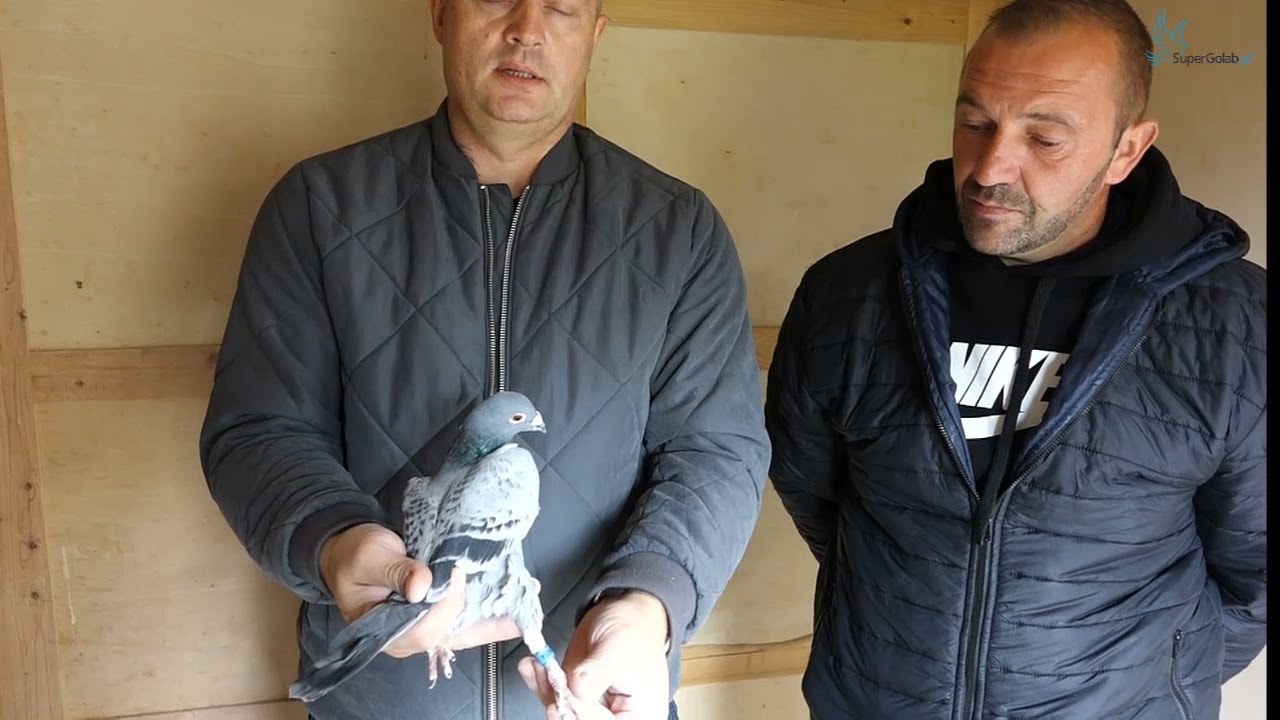 Radek Pracz & Jacek Arciszewski - Mistrzowie okręgu Warszawa w lotach gołębi młodych.