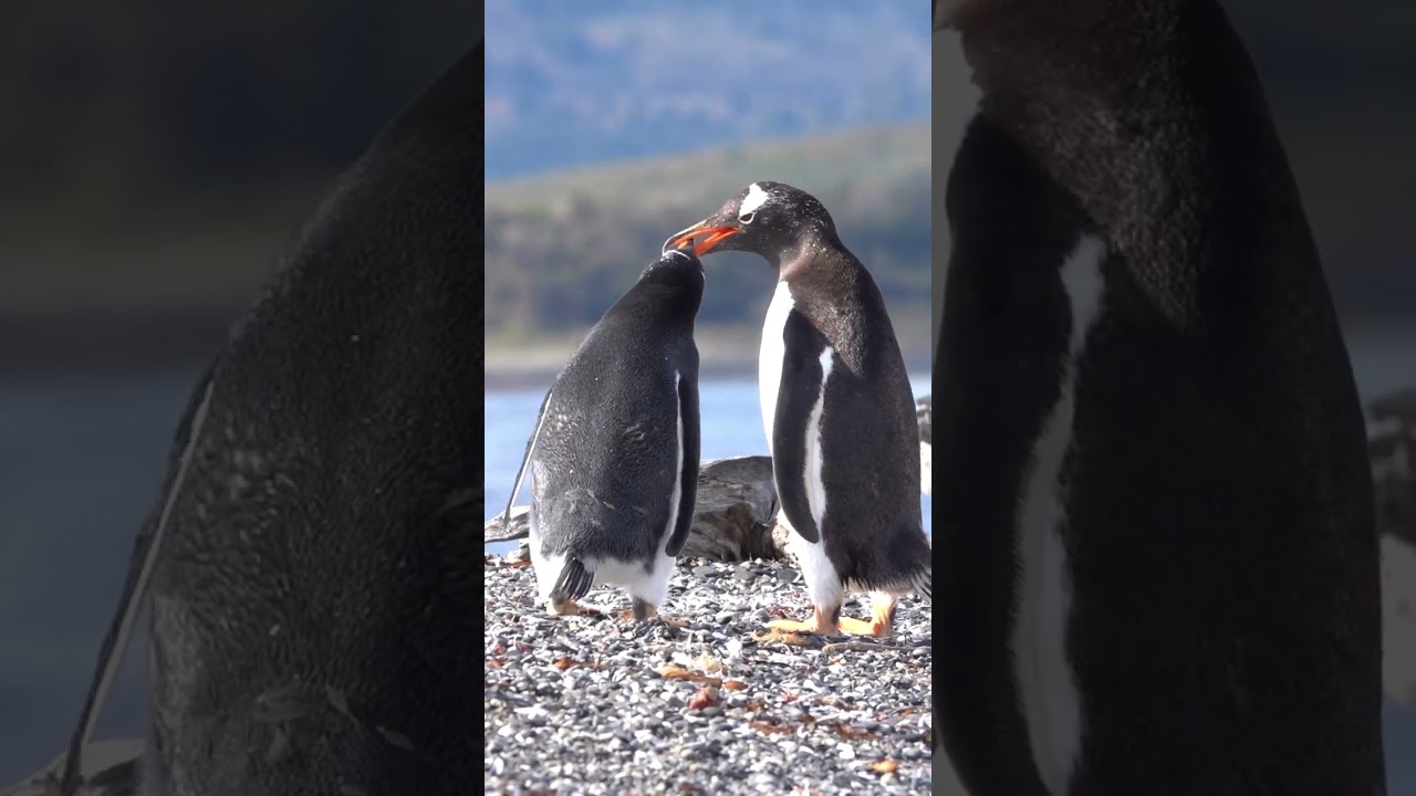 Martillo island penguins in February with Piratour
