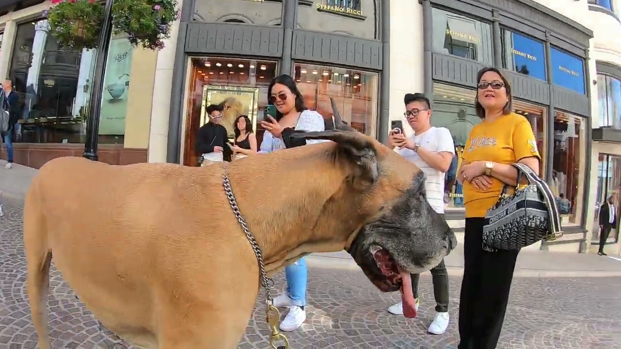Cash 2.0 Great Dane on Rodeo Drive in Beverly Hills 12