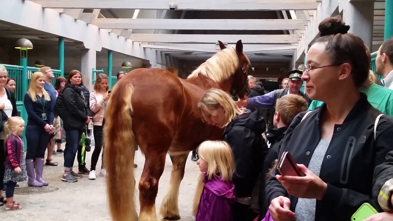 Dåb af to heste på Carlsberg. Torsdag d. 3. august 2017