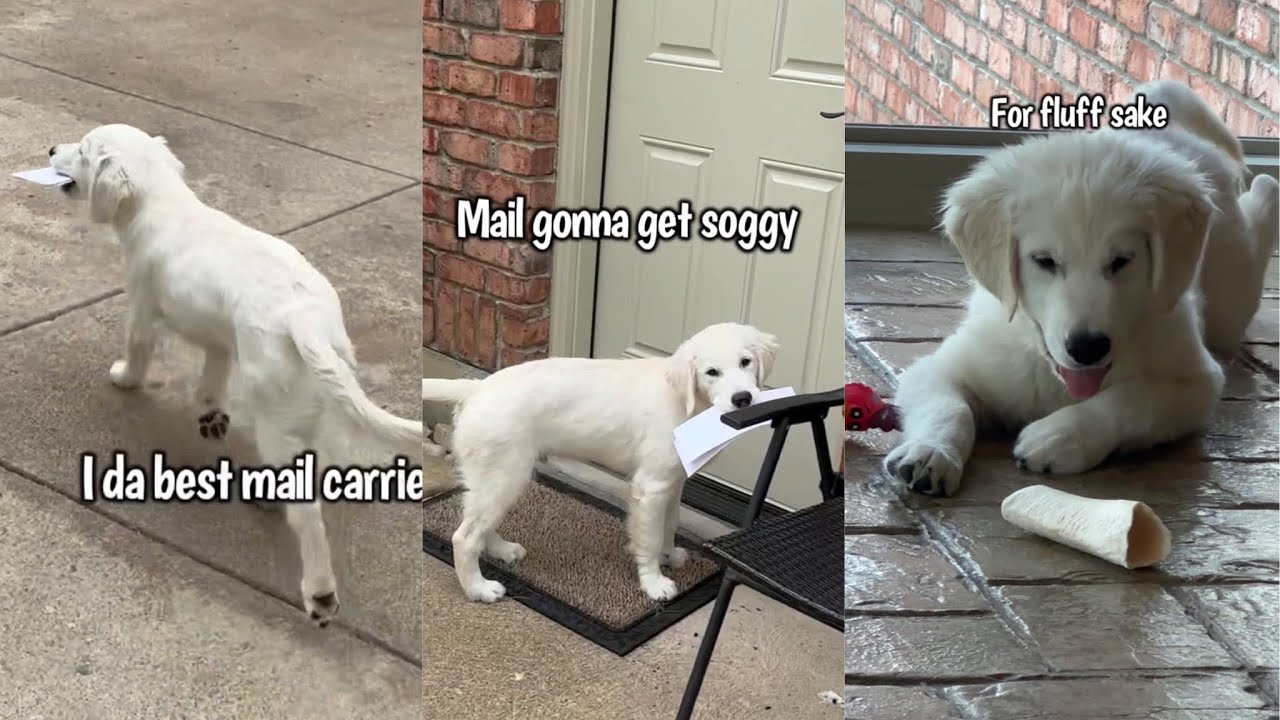 Golden Retriever Puppy Likes To Carry The Mail