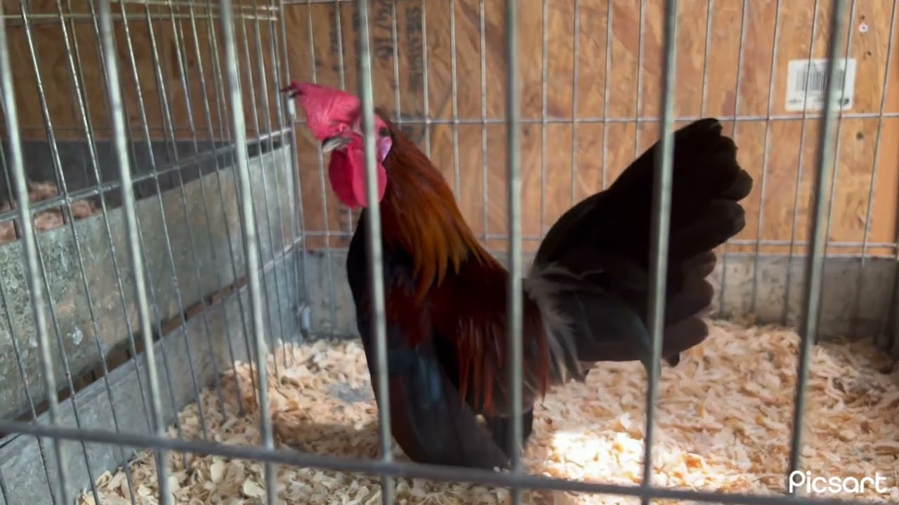 Animo mis amigos de la pluma a seguir con esta bonita pasión 