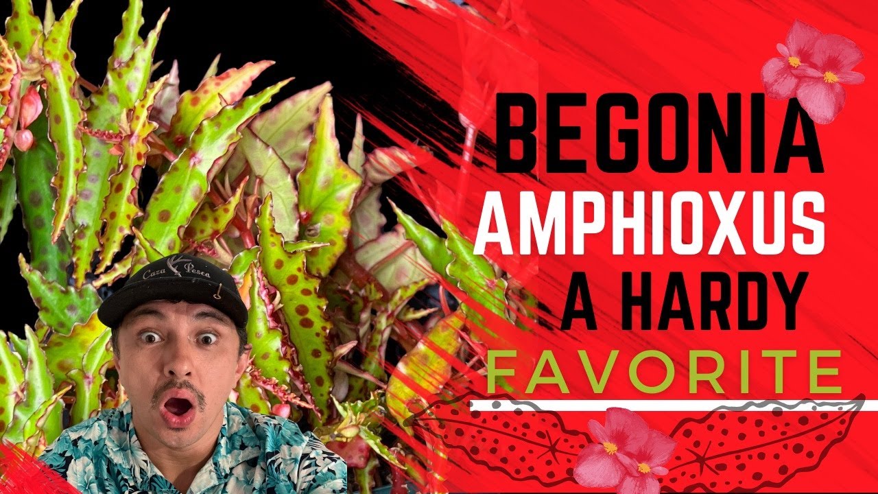 Begonia amphioxus : Show me the Green episode 16