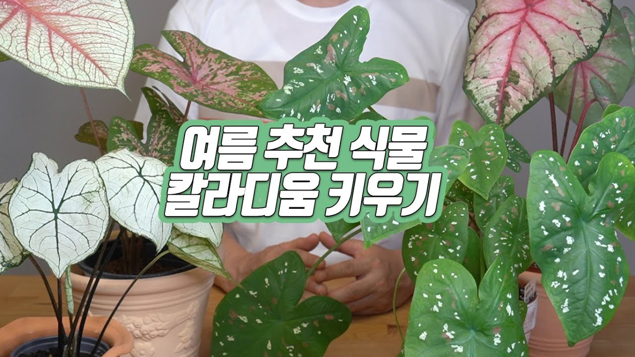 Как правильно вырастить каладиум - уход за луковицами - домашнее садоводство