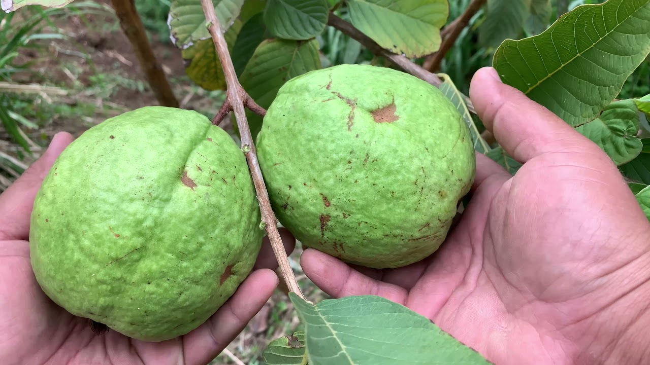 Harvesting (GIANT WHITE GUAVAS) I planted from seed approx. 2yrs ago!