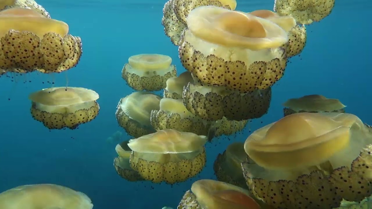Fried-egg jellyfish Cotylorhiza tuberculata in Malta