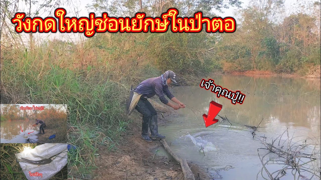 ลุยคลองปลากดดงช่อนยักษ์ในป่าตอที่ไม่ได้มาเป็นปีใครจะคิดว่าจะยังมีตัวให้ได้ลุ้นขนาดนี้