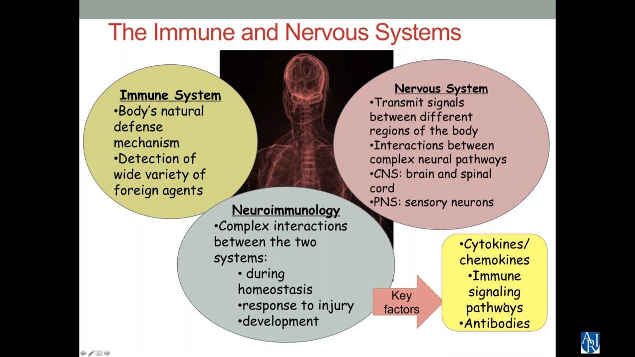 Immunological Issues in ASD -  Gestational Influences, Judy Van de Water, PhD.