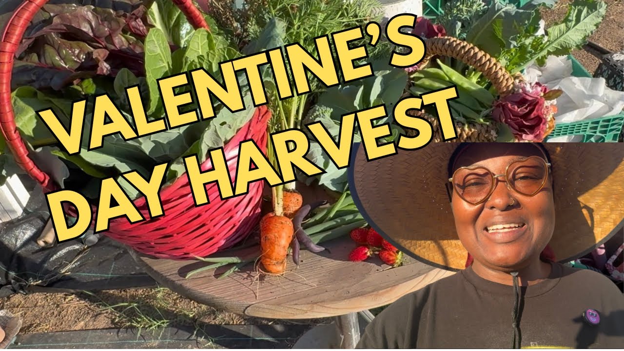 Valentine's Day Harvest | Lots of Greens!! | #gardening #smallspacegarden