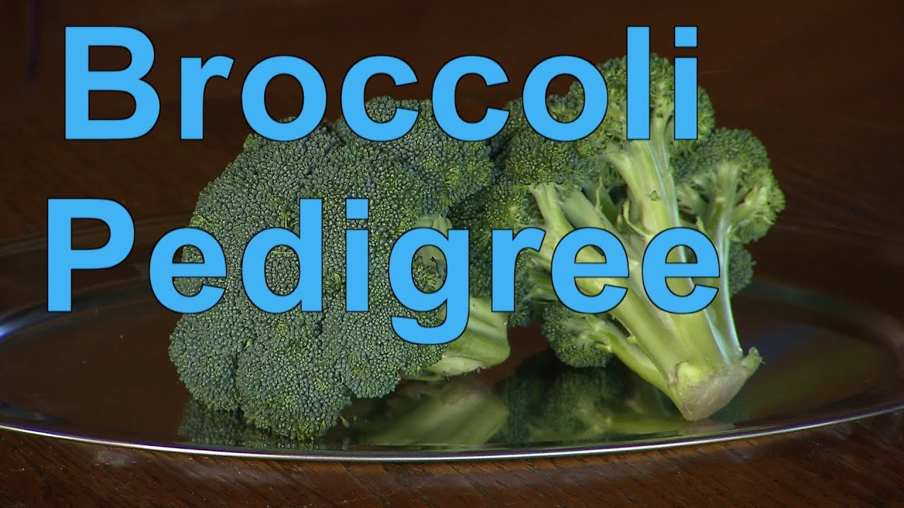 Broccoli Pedigree | A Moment of Science | PBS