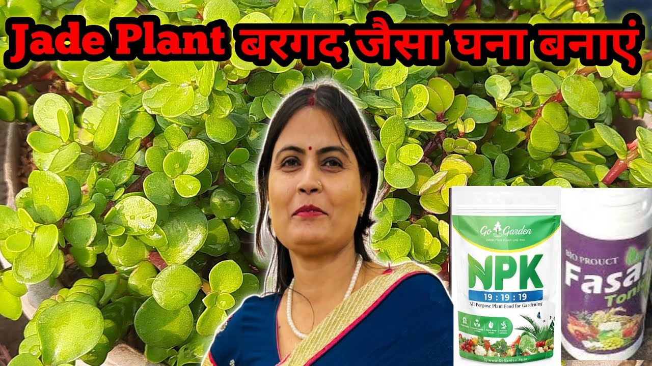 जेड प्लांट को बरगद जैसा घना कैसे बनाएं || Jungle jaisa हराभरा banae Jade plant ko || JADE PLANT CARE