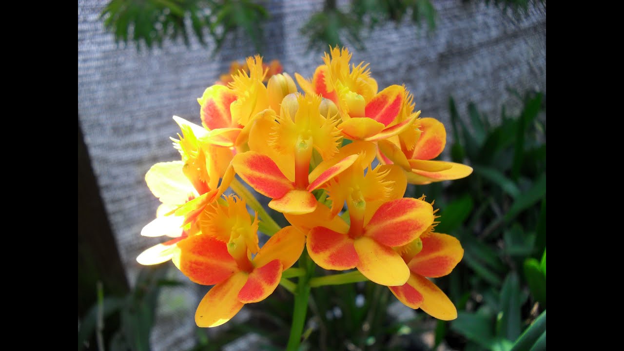 Cómo cultivar Orquídeas - TvAgro por Juan Gonzalo Angel