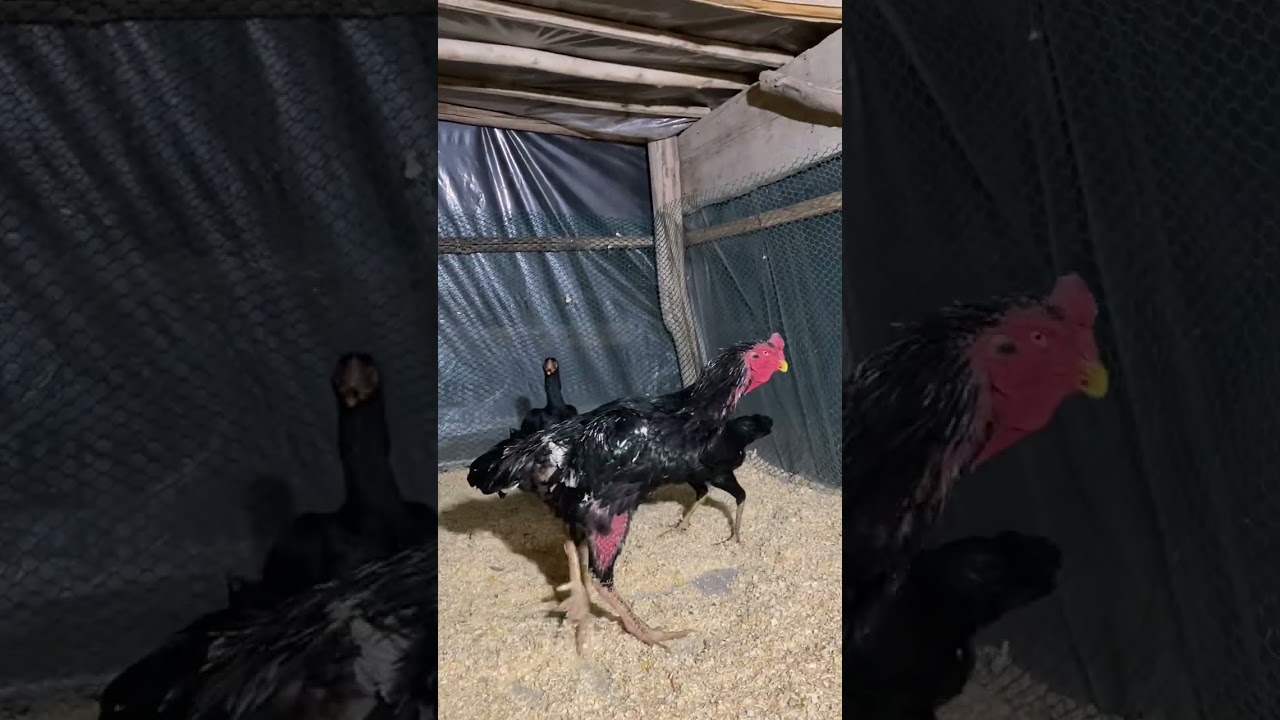 О Шамо сотилади 332244146 