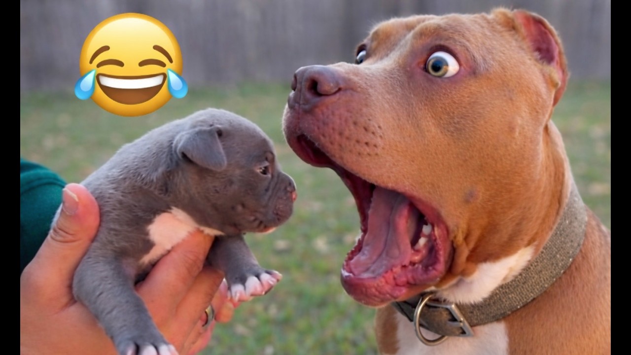 These Animal Pals Were Too Cute… Until the Pranks Started 😂