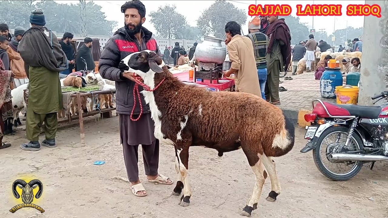 Lahore Mandi big size dumbbe Qurbani 2026 makkhi ji ne bakre beetal bakre jakhma Badi chhatrie