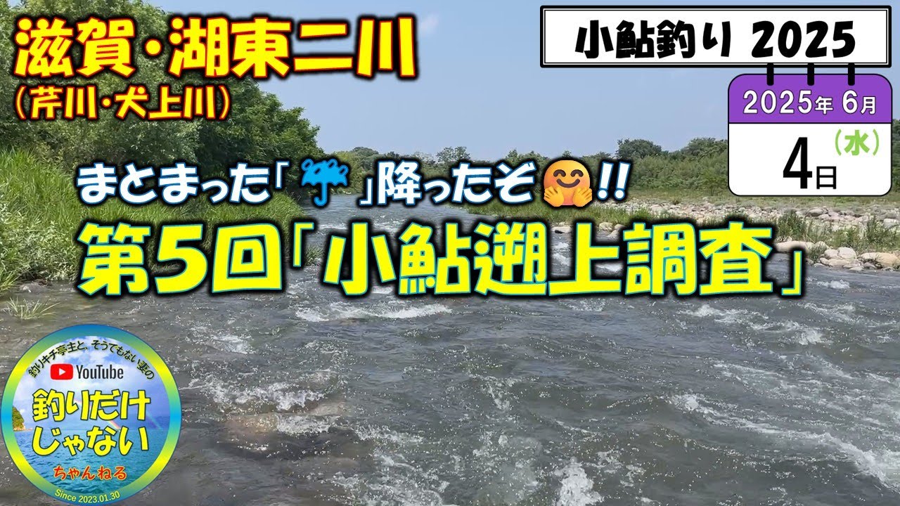 【小鮎釣り2025】第５回「小鮎遡上調査」、滋賀・湖東二川（芹川・犬上川）