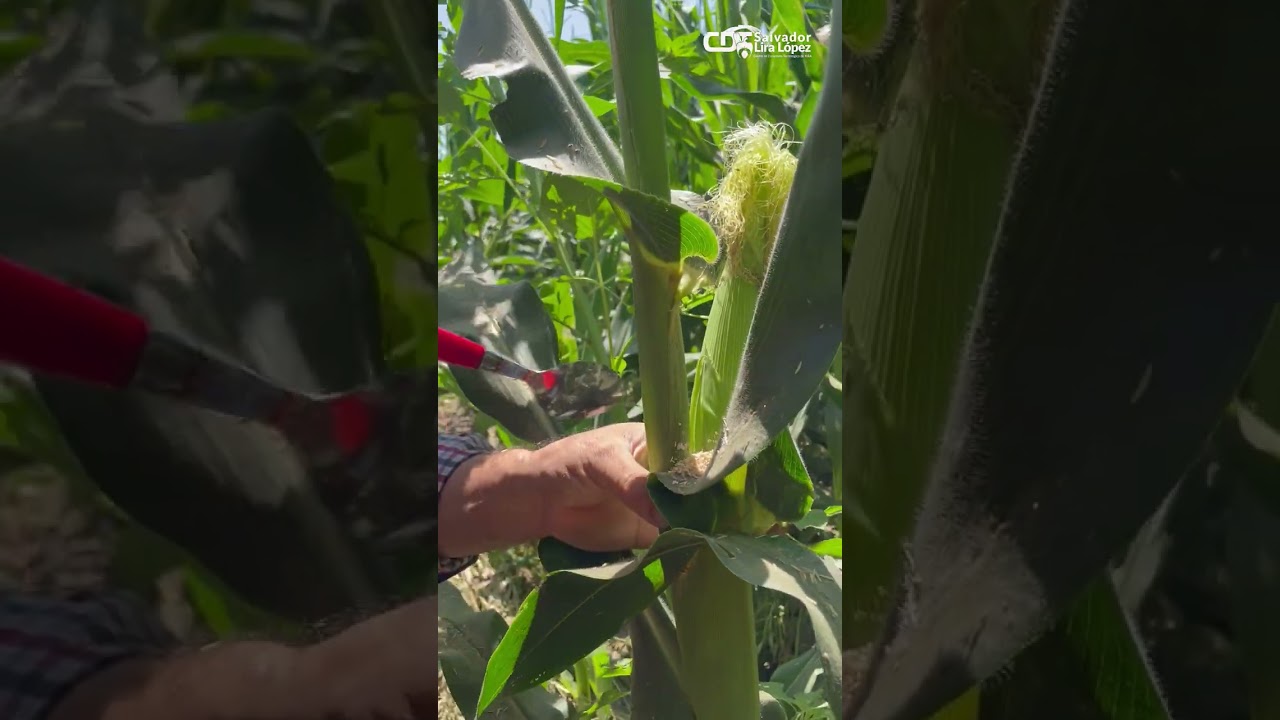 Crisopas: Control biológicobiológico